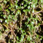 Elatine triandra Leaf