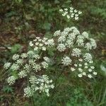 Seseli annuum Blüte