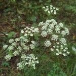 Seseli annuum Flower