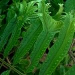 Nephrolepis falcata Leaf