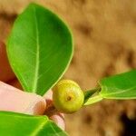 Ficus rubiginosa Gyümölcs