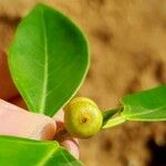 Ficus rubiginosa Fruit