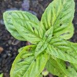 Ocimum americanum Лист