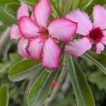 Adenium multiflorum Flower