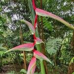 Heliconia chartacea Folio