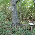 Quercus hartwissiana Habit