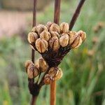 Libertia chilensisFruto