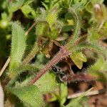 Cerastium pumilum Foglia