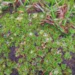 Azorella aretioides Flower