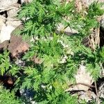 Artemisia annua Habit