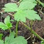 Ranunculus recurvatus Leaf