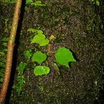 Begonia glabra Levél