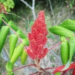 Rhus typhinaFloare