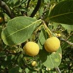 Boscia senegalensis Fruit