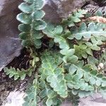 Asplenium aureum Lapas