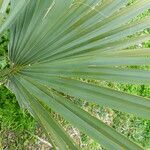 Sabal palmetto Φύλλο