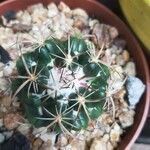 Coryphantha elephantidens Агульны выгляд