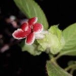 Drymonia pilifera Flor