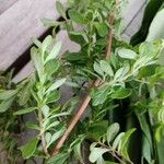 Lippia micromera Лист