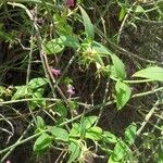 Jasminum beesianum Blad