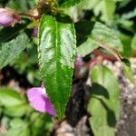 Impatiens baronii Lapas