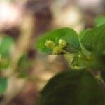 Pilea urticifolia