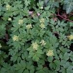 Adoxa moschatellina ഇല