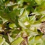 Salsola tragus Flower