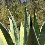 Agave americanaFuelha