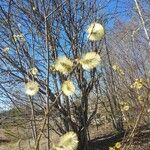 Salix caprea Çiçek