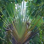 Ravenala madagascariensis Lehti