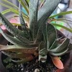 Gasteria obliqua Leaf