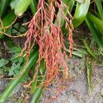 Aechmea blanchetiana Flor