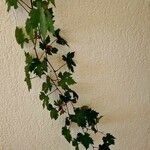 Vitis riparia Hábitos