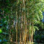 Phyllostachys aureosulcata Kůra