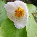 Stewartia ovata Kvet