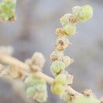 Caroxylon vermiculatum Fruit