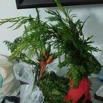 Tillandsia punctulata Hoja