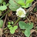 Trifolium nigrescens Blüte