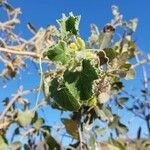 Cucumis dipsaceus Feuille