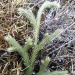 Lycopodium clavatum Blad