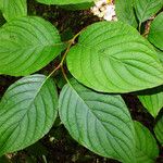 Cornus rugosa Feuille