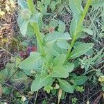 Verbascum virgatum Frunză