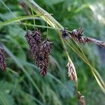 Carex atrofusca Kvet