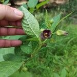 Atropa bella-donnaFlor