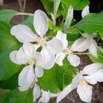 Malus domesticaFlower