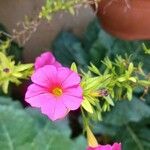 Calibrachoa parvifloraÕis