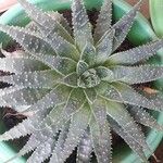 Aloe aristata Leaf