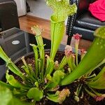 Sarracenia leucophylla Hoja