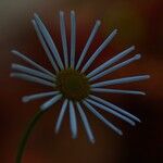 Boltonia asteroides 花